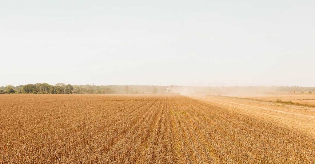 A field of soybeans being harvested with a Walkabout Mother Bin, essential harvest equipment